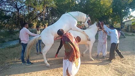 man fuckes a horse|Horny man sticks his whole dick into a warm horse pussy.